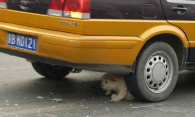 狗挖坑为什么不吉利,为什么狗狗鼻子上总是有土