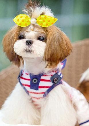 现在买一只藏獒要多少钱啊小藏獒多少钱一只合适,没只藏獒多少钱