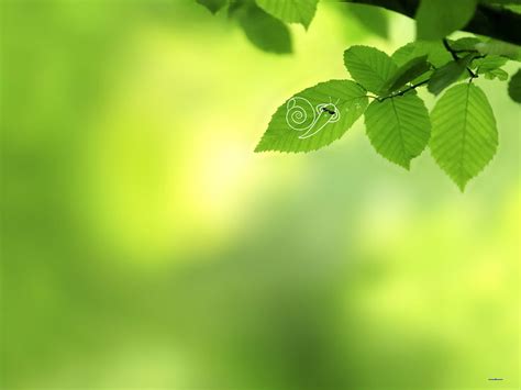 你知道小小的蜗牛有多少颗牙齿,蜗牛有多少牙齿