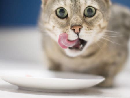 猫吃了异物怎么办,猫胃肠异物怎么办