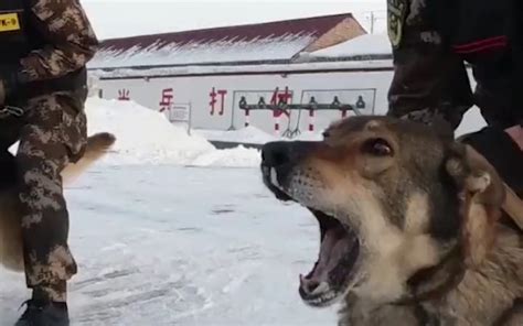 什么犬可以当军犬,军犬属于什么类型犬