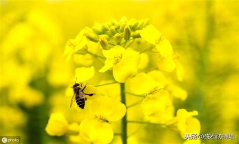 蜜蜂蜇人后为什么会死去,为什么蜜蜂蜇人后会立即死亡