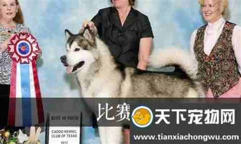 阿拉斯加短毛犬图片,短毛阿拉斯加多少钱