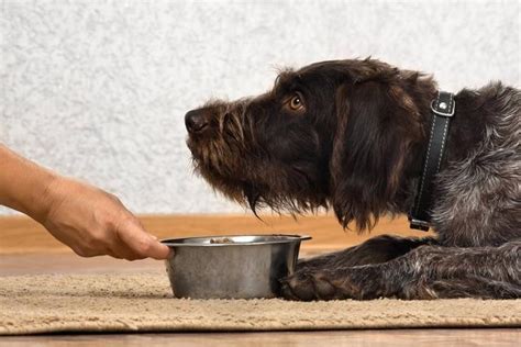 犬食道异物与食道扩张的影像诊断研究,狗狗食道扩张是什么病