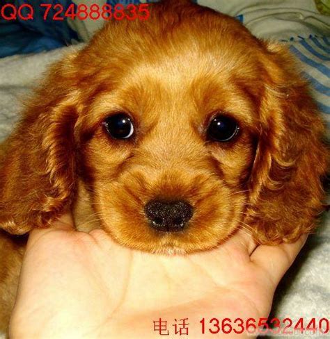 金毛幼犬大概什么价格,现在金毛幼犬什么价位