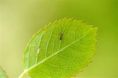 虫害,中国农作物有害生物监控信息系统