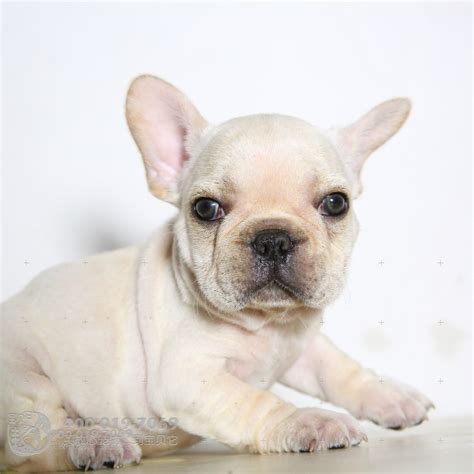 贵宾犬怎么剪指甲,贵宾犬有哪些弱点