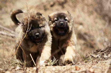 斗牛犬现在的价格多少,法国斗牛犬的价格很贵吗