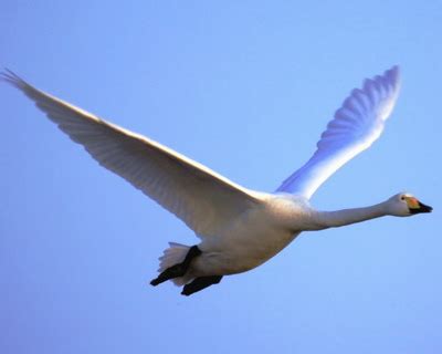 鸿鹄凌霄什么意思,《鸿鹄》是什么意思