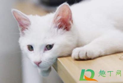 猫在床上撒尿代表什么意思,为什么你家的狗狗会在床上撒尿