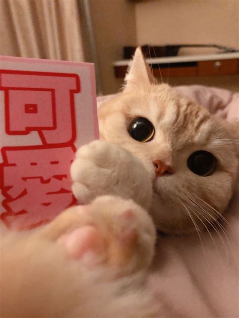 猫为什么会长猫?`,猫咪为什么会吃草