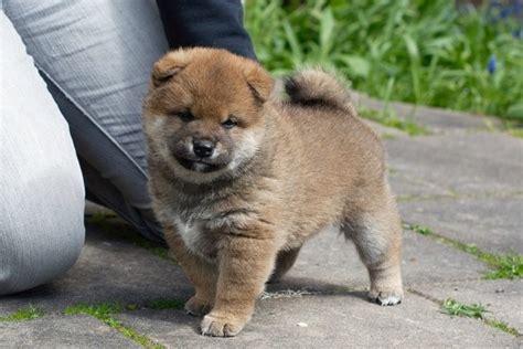 日本养柴犬多少钱一只,想买一只柴犬