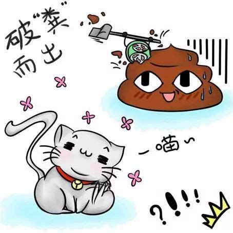 猫咪瘦吃什么肝脏,猫咪到底需要什么营养