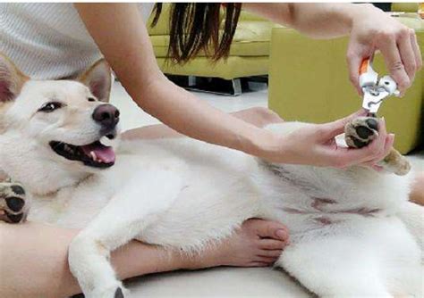 幼犬晚上为什么兴奋叫,为什么有些狗晚上连续吠叫