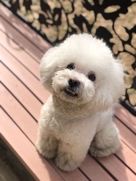 为什么猫咪喜欢蹭主人的腿我本身不喜欢猫,猫为什么喜欢蹭脚