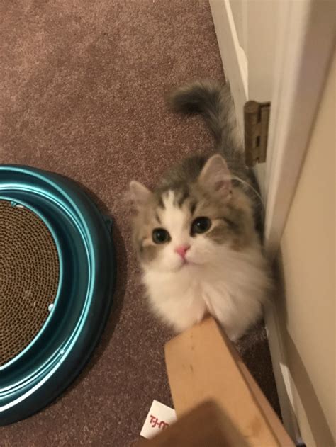 为什么喜欢猫不喜欢人,养猫不喜欢了怎么办