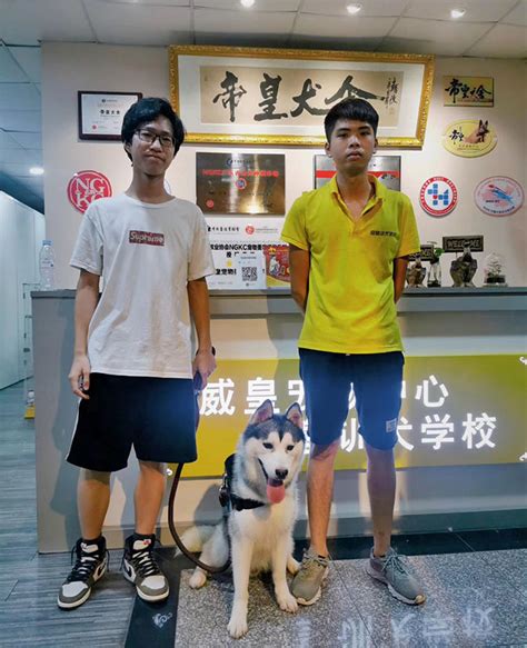 4岁金毛咬人怎么办,金毛咬人怎么办