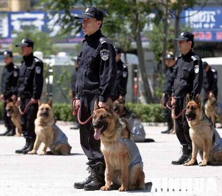 怎么加入警犬队,警犬队要怎么考