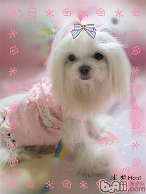 波隆那比熊犬特点,比熊犬有什么特点
