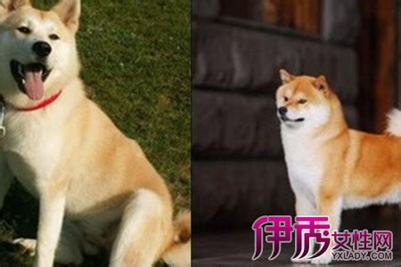 柴犬为什么比秋田贵,有什么好看的年代文言情推荐