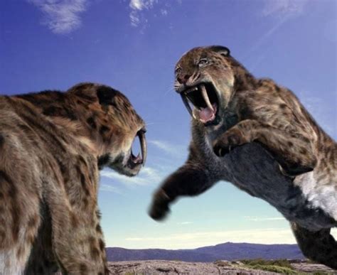 为什么剑齿虎会灭绝,剑齿虎这么强大为何灭绝了