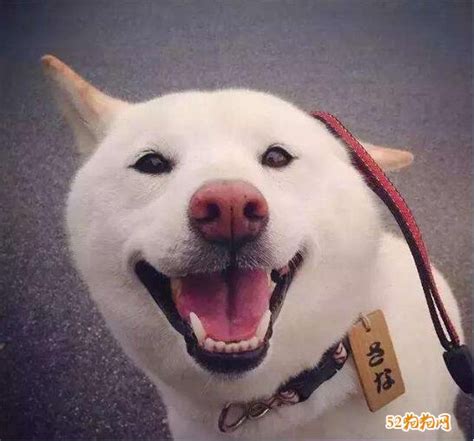 黑柴犬多少钱一只,柴犬现在多少钱