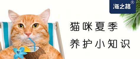 猫换毛吃什么好,虎斑换毛颜色变浅