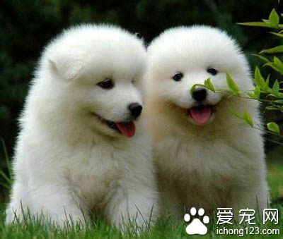 萨摩耶犬的价格多少钱一只,大白熊犬价格多少钱一只