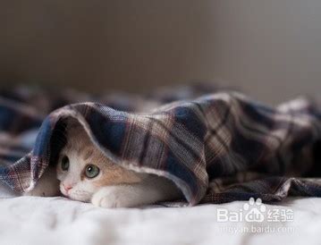 猫尿在床上为什么不臭,为什么猫总尿在床上