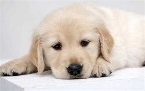 巧克力囊肿不能吃羊肉吗,狗为什么不能吃羊肉和巧克力