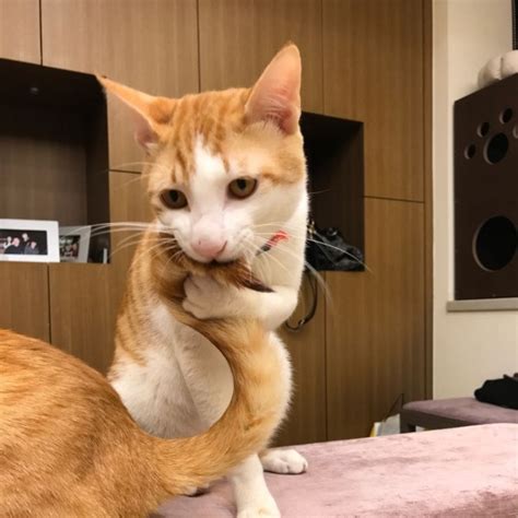 猫咪为什么咬尾巴,猫猫为什么甩尾巴