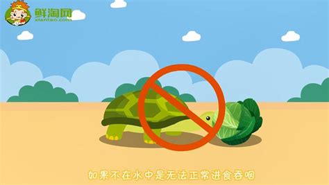 乌龟吃的什么,乌龟都吃什么