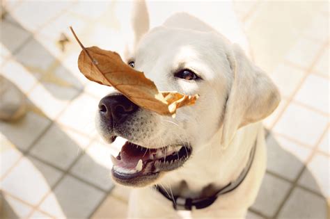 拉布拉多犬的价格一般是多少拉布拉多幼犬大概什么价位,拉布拉多多少元