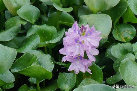 小狗怎么预防蚊虫叮咬,夏天如何预防狗狗蚊虫叮咬