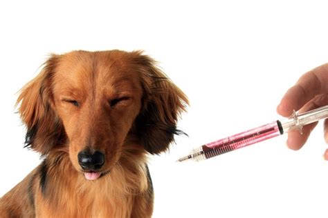 为什么要给狗狗打疫苗,我们为什么给狗狗打疫苗