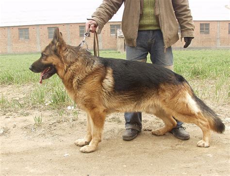 带血统的德牧大概多少钱,想买个德牧大概多少钱合适