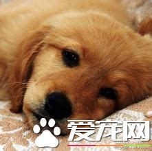 一个月幼犬吐黄水怎么回事,狗狗吐黄水拉稀怎么回事