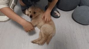 狗狗为什么会咬你,小狗狗为什么会咬人