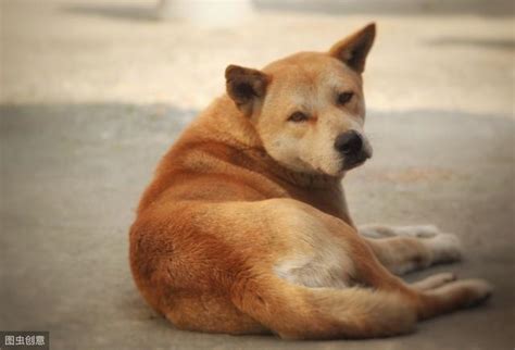 狗狗有泪痕怎么办有什么原因导致的,狗狗泪痕有什么不好的