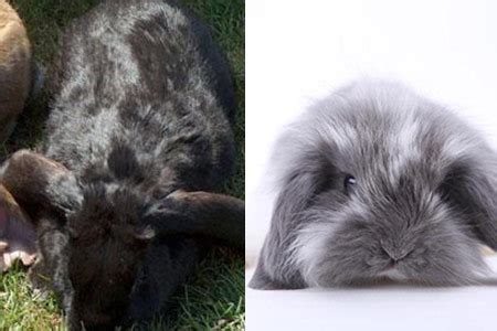垂耳兔图片价格多少钱,?养200只母兔可以赚多少钱