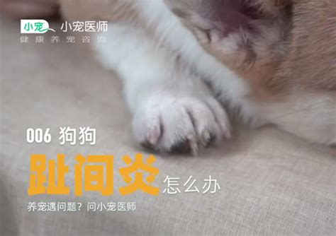 猫咪为什么喜欢舔塑料,猫为什么喜欢舔口袋