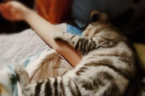 猫喜欢和什么人睡,猫咪喜欢和人一起睡觉