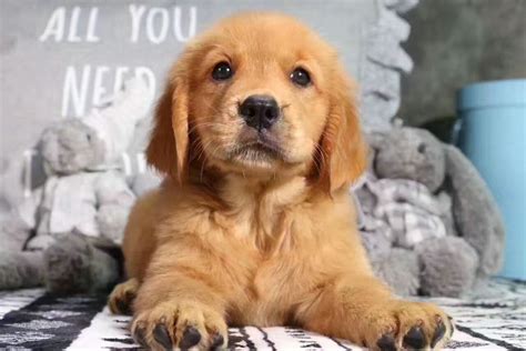 狗有多少种疫苗,狗狗必打的疫苗有哪些