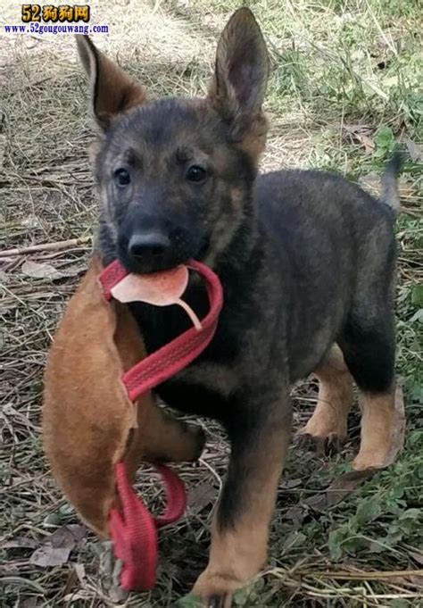 昆明犬多少钱电话,河南昆明犬多少钱一只