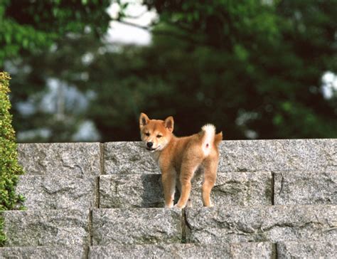 柴犬图片价格多少钱一只,一个月大概在狗身上多少钱