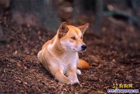 一只纯种中华田园犬幼犬多少钱,中华田园犬幼犬多少钱一只