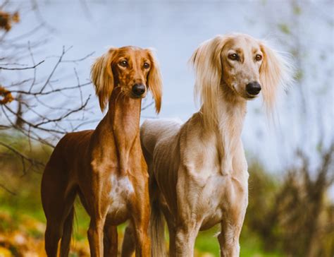 多少一只萨路基猎犬,萨路基猎犬哪里买