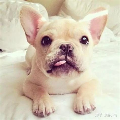 斗牛犬为什么那么小,呆萌呆萌的小斗牛犬