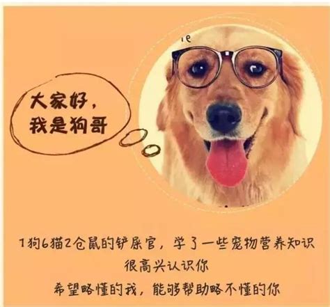 法牛种狗多少钱一只,法国斗牛犬大概多少钱一只