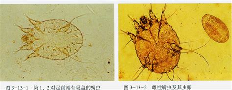 兔子长疥螨是什么症状,兔子得耳螨的症状是什么